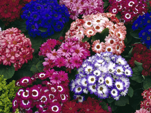 425267 (a): :1600x1200